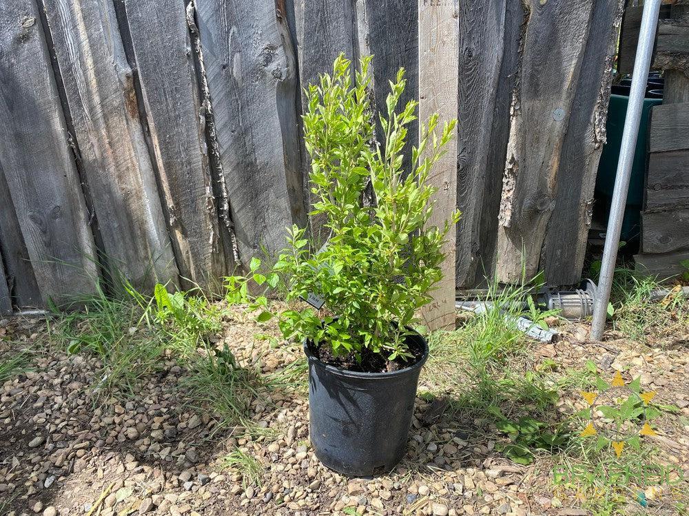 Buy Goji Berry an Edible Shrub in Grande Prairie Alberta - Braeheid Gardens Ltd.