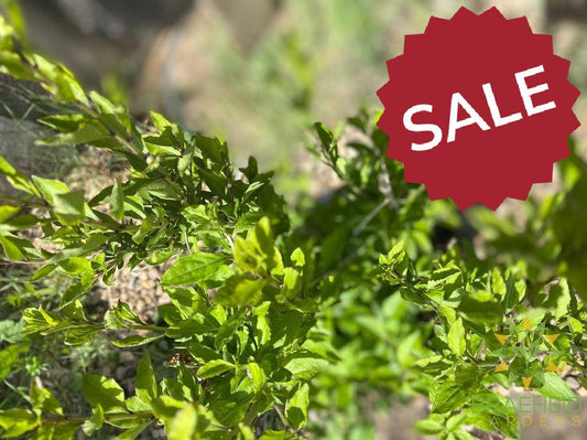 Buy Goji Berry an Edible Shrub in Grande Prairie Alberta - Braeheid Gardens Ltd.
