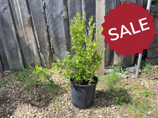 Buy Goji Berry an Edible Shrub in Grande Prairie Alberta - Braeheid Gardens Ltd.