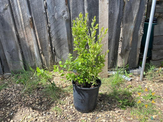 Buy Goji Berry an Edible Shrub in Grande Prairie Alberta - Braeheid Gardens Ltd.