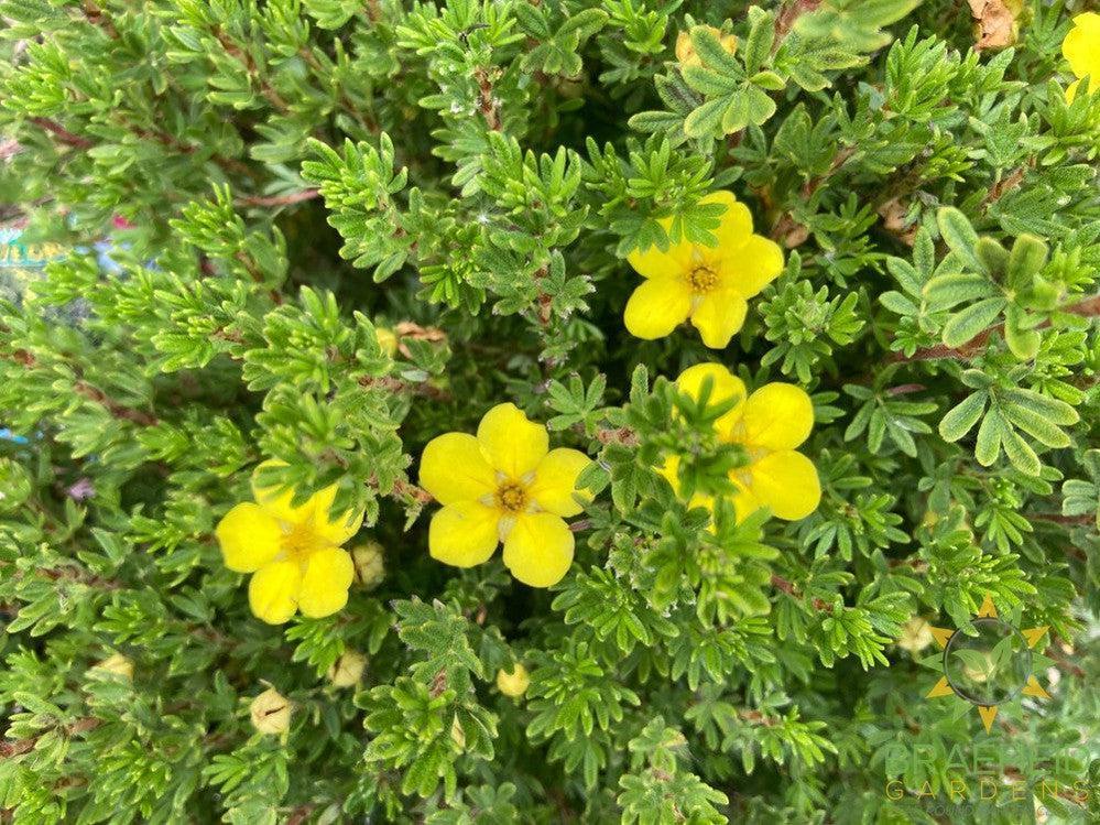 Gold Drop Potentilla