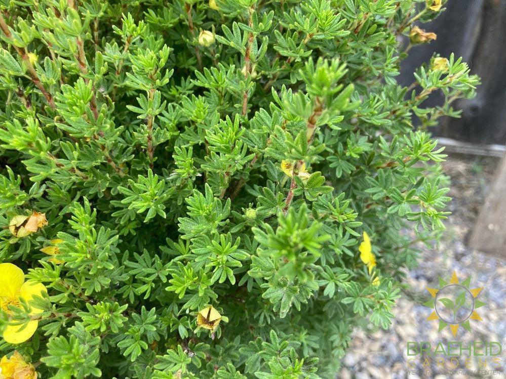Gold Drop Potentilla