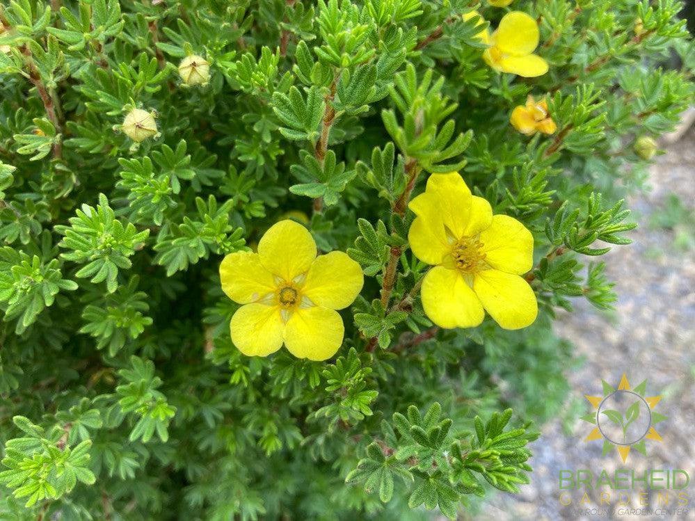 Gold Drop Potentilla