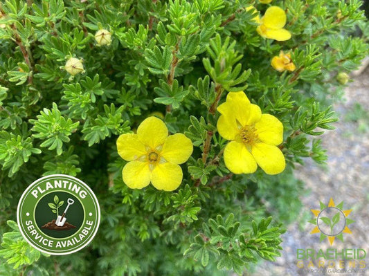 Gold Drop Potentilla