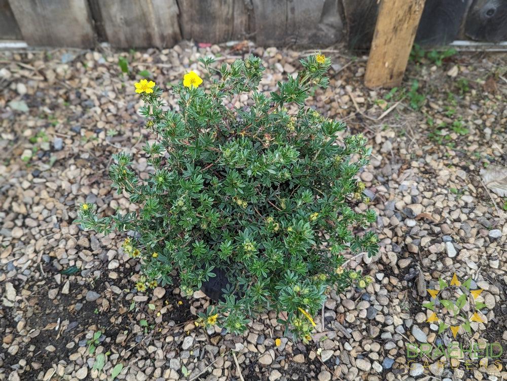 Gold Star Potentilla