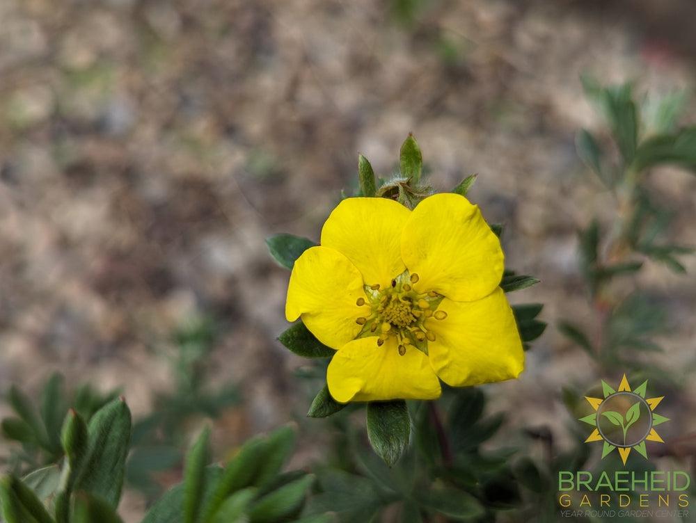 Gold Star Potentilla