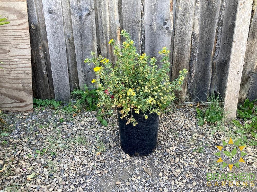 Gold Star Potentilla