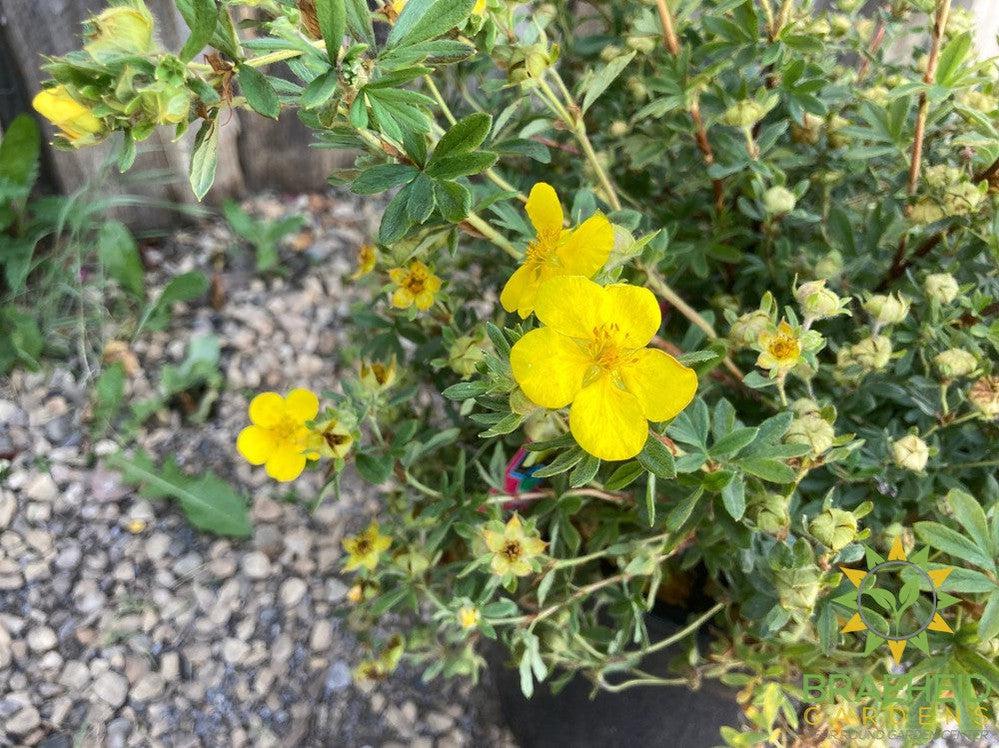 Gold Star Potentilla