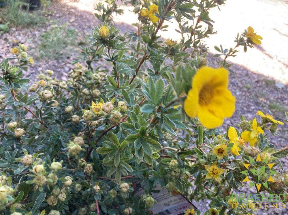 Gold Star Potentilla