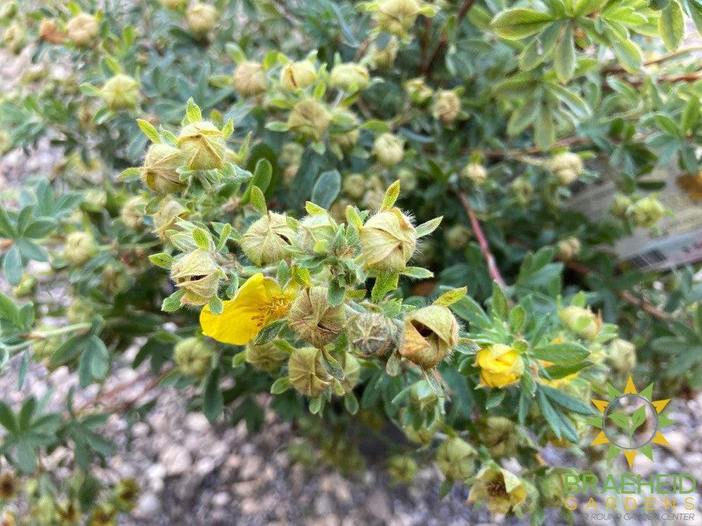 Gold Star Potentilla