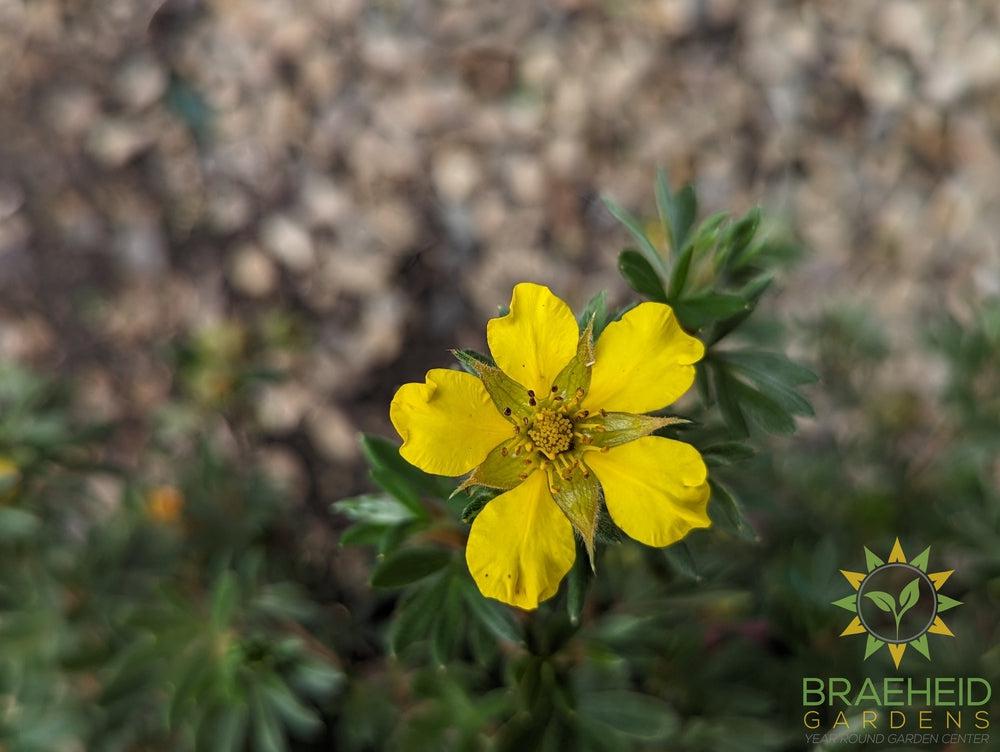 Gold Star Potentilla