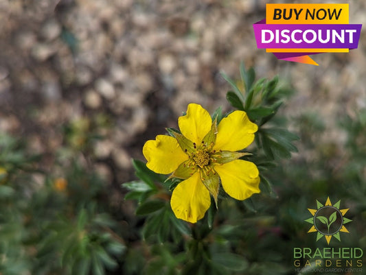 Gold Star Potentilla