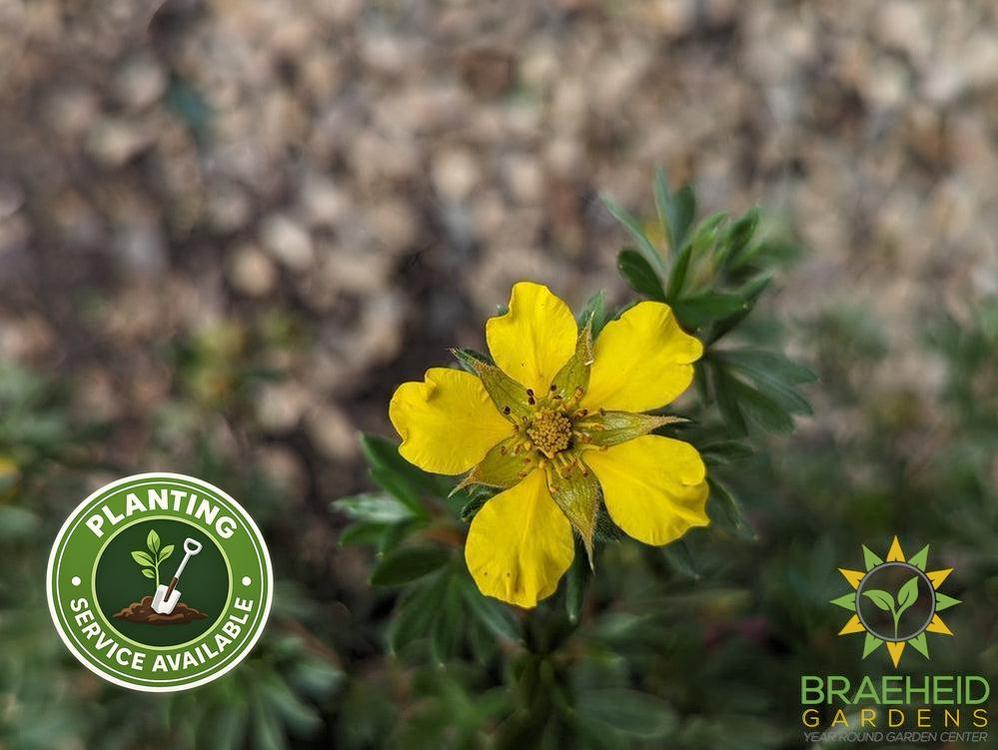 Gold Star Potentilla