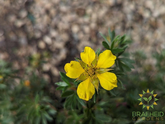 Gold Star Potentilla