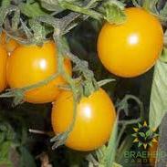Gold Nugget Tomato