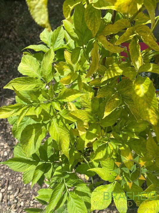 Golden Elder