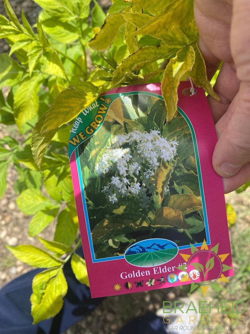Golden Elder