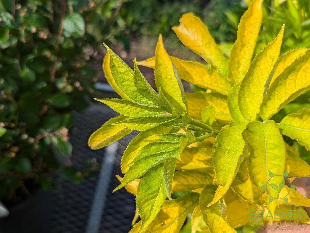 Golden Elder