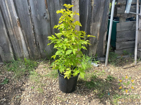 Golden Elder