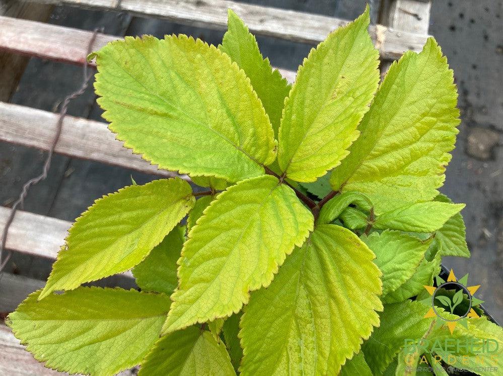 Golden Japanese Spikenard