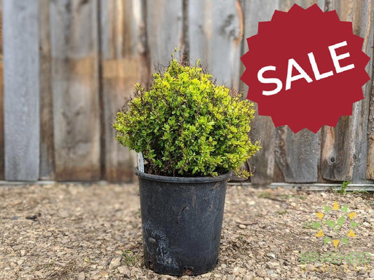 Golden Nugget Barberry