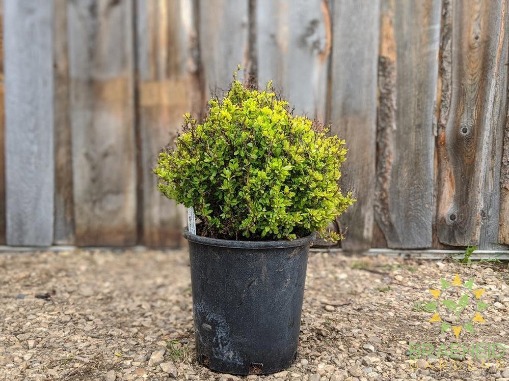 Golden Nugget Barberry