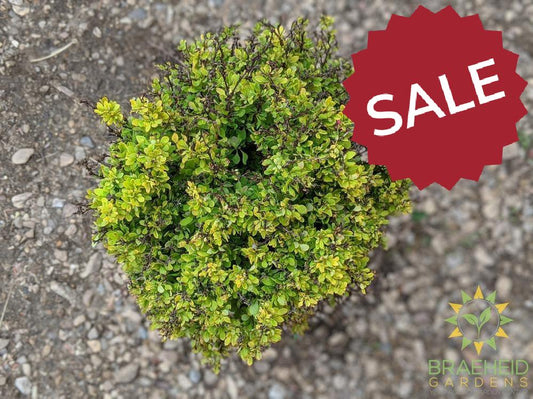 Golden Nugget Barberry