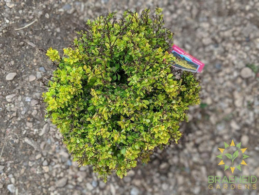 Golden Nugget Barberry