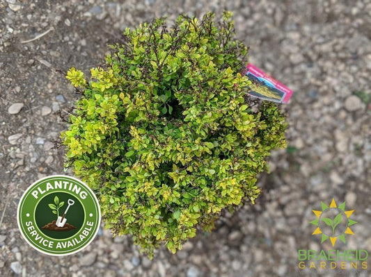 Golden Nugget Barberry