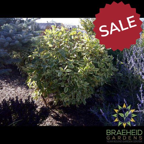 Golden Variegated Dogwood
