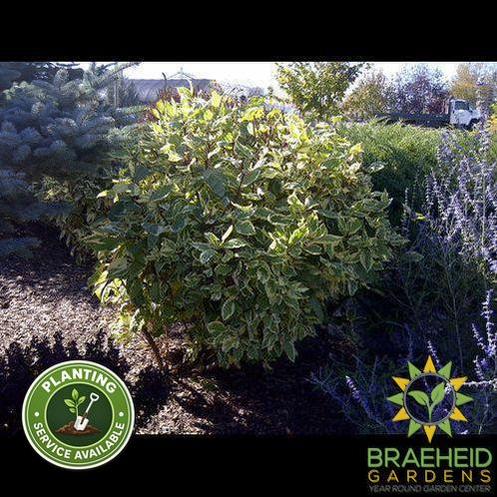 Golden Variegated Dogwood
