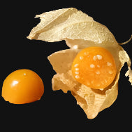 Golden Berry (Ground Cherry)