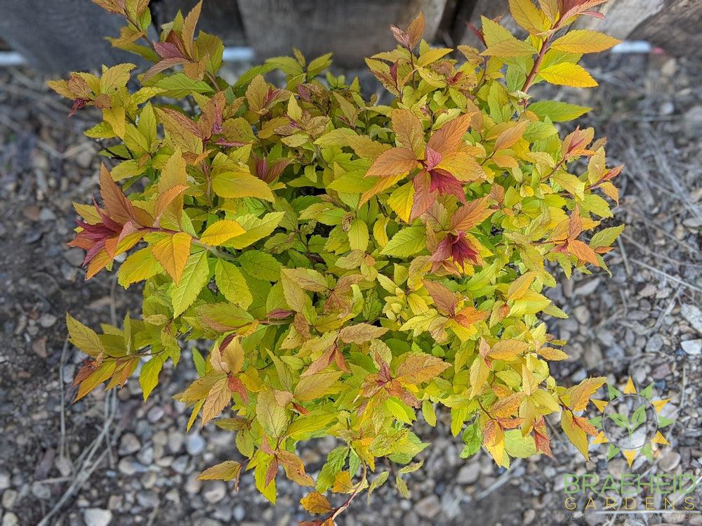 Goldflame Spirea