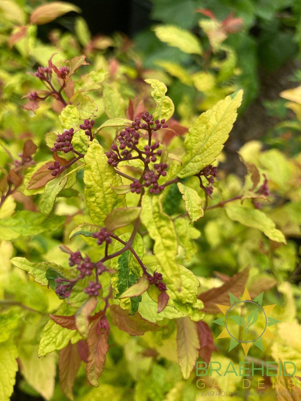 Goldflame Spirea