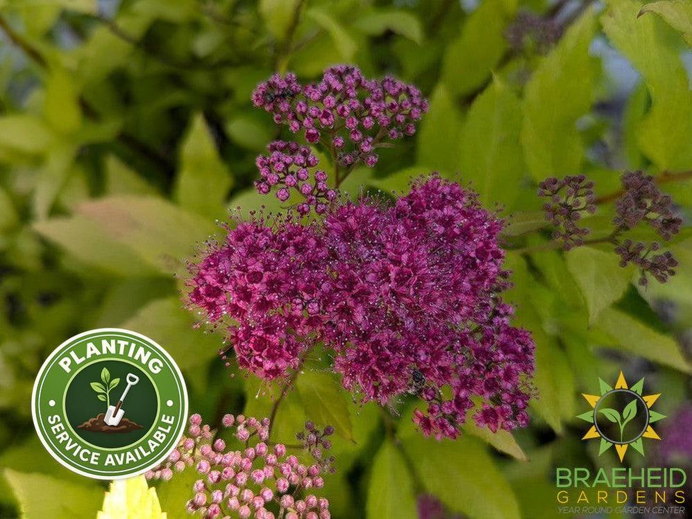 Goldflame Spirea