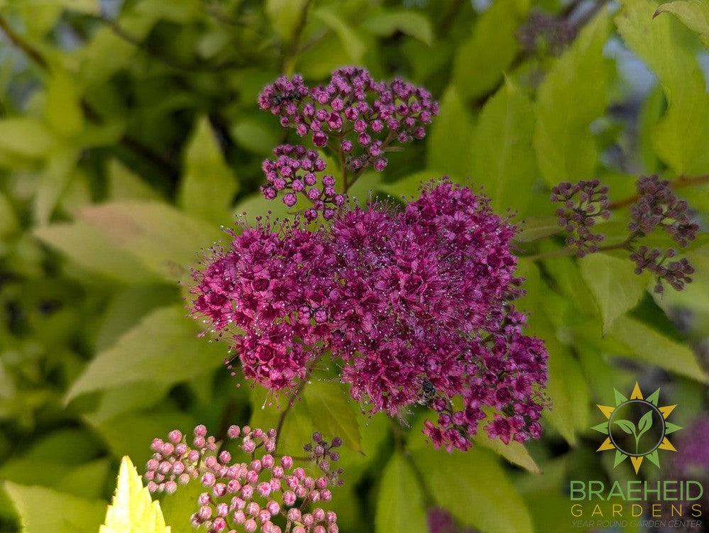 Goldflame Spirea