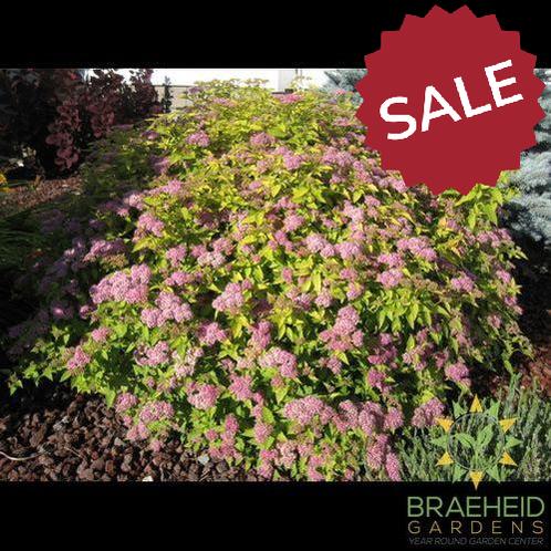 Goldmound Spirea - NO SHIP