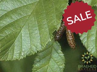 Green Alder