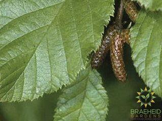 Green Alder