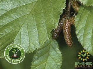 Green Alder