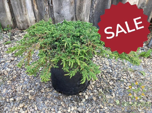 Green Carpet Juniper