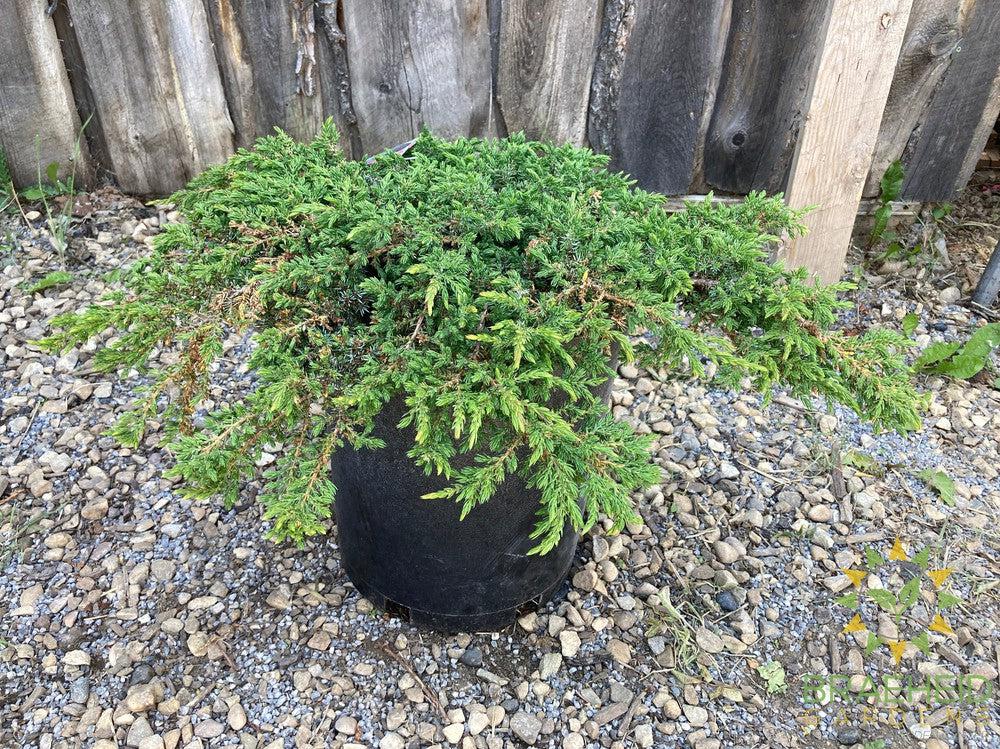 Green Carpet Juniper