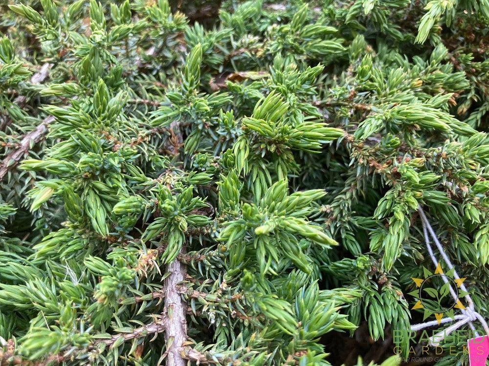 Green Carpet Juniper