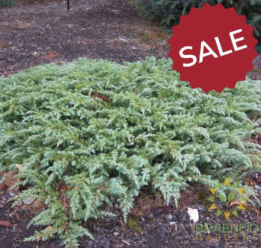 Green Carpet Juniper