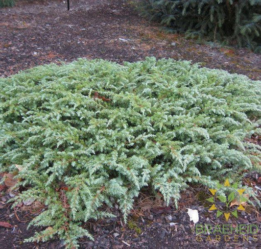Green Carpet Juniper