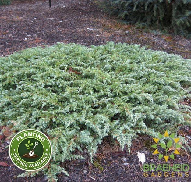 Green Carpet Juniper