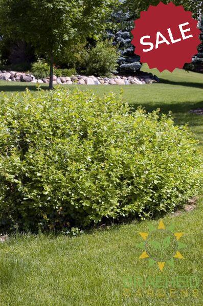 Gro-Low Fragrant Sumac