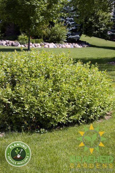 Gro-Low Fragrant Sumac