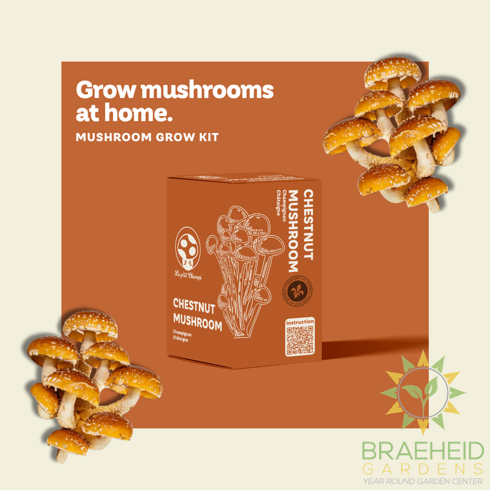 Chestnut Mushroom Kit