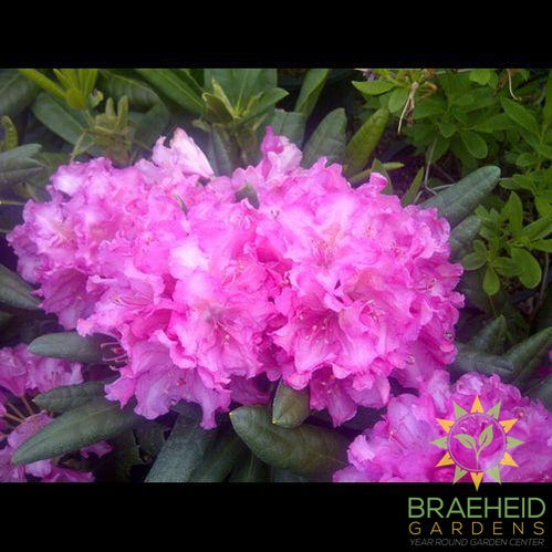 Haaga Rhododendron